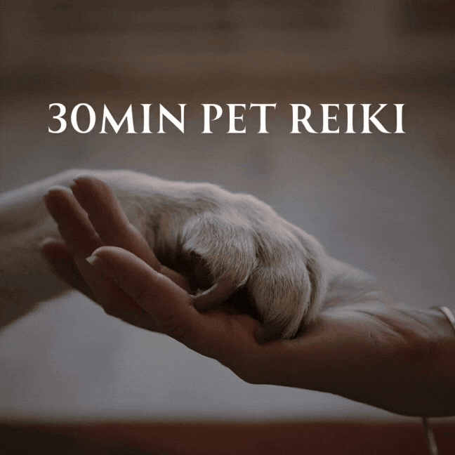 Pet Reiki Session